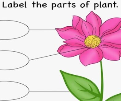 Label-the-parts-of-plant