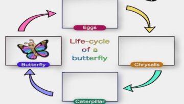 Free-butterfly-life-cycle-worksheet