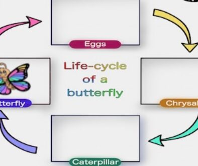 Free-butterfly-life-cycle-worksheet